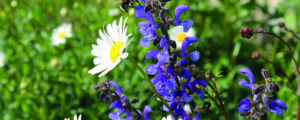 BeeP – Biodiversitätsmonitoring am Betrieb