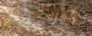 Neue Wolfsverordnung in NÖ