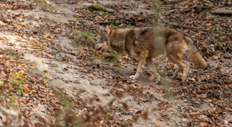 Neue Wolfsverordnung in NÖ