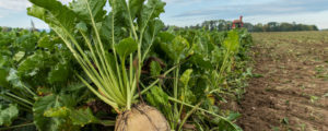 Zuckerrübe 2023: Versuch und Irrtum