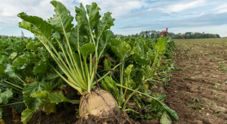 Zuckerrübe 2023: Versuch und Irrtum