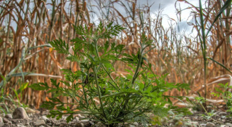 Arten-Einschleppung kommt teuer