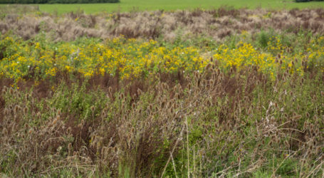 Offener BB-Brief wegen „doppelt kassieren“