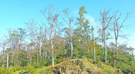 Wenn Trockenheit die Buche beutelt