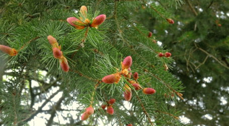Starker Pollenflug sichert Saatgutversorgung