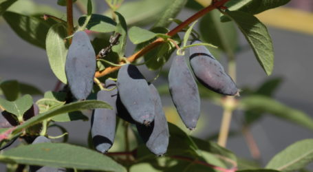 Haskap-Beere: schon gehört?