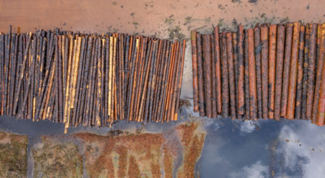 Waldbesitzer für Umfrage gesucht