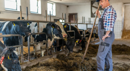 ARGE Heumilch macht Moosbrugger Ärger