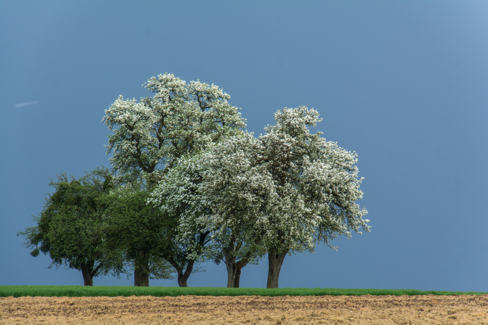 Geförderte Neupflanzung von Obstbäumen Blick ins Land