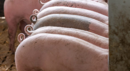 Knappes Angebot bei Schweinefleisch