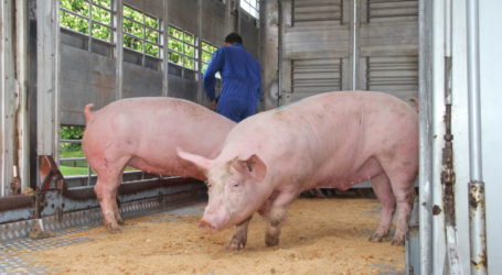 Österreich ein Vorbild bei Tiertransporten