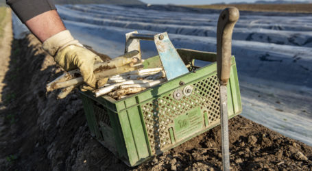Pannonischer Spargel zum Genuss bereit