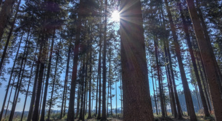 Webinarreihe rund um den Wald