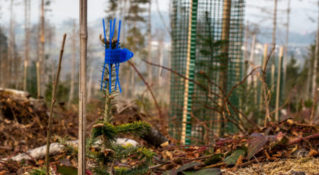 Waldwirtschaft – quo vadis?