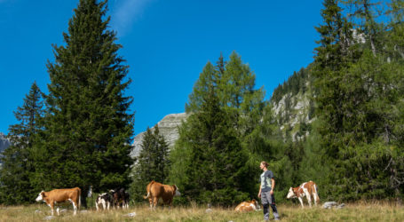 Kuhglocken-Klimaläuten vorm Parlament