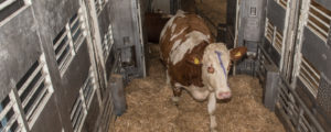 EU-Rechnungshof berichtet über Tiertransportwesen