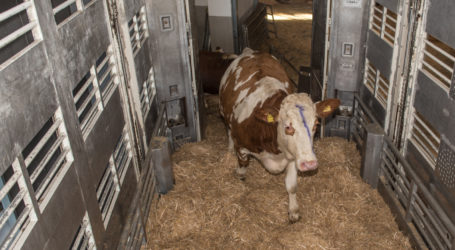 EU-Rechnungshof berichtet über Tiertransportwesen