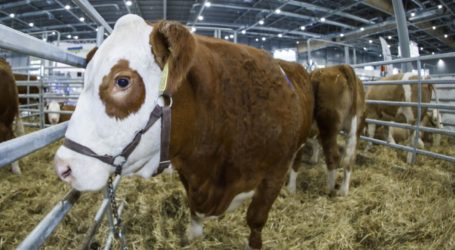 Auf nach Brünn zur ANIMAL Tech