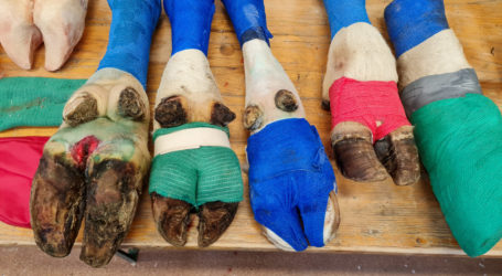 Zertifikatsverleihung in Gumpenstein