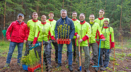 Bundeskanzlertanne vormals Kaiserlinde