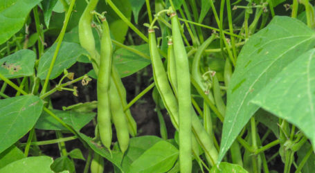 FibL-Studie untersucht Krisensicherheit durch Ernährung