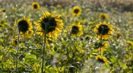 Moosbrugger konstatiert Faktenverzerrung