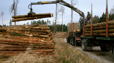 Holznutzung 2022 auf hohem Niveau