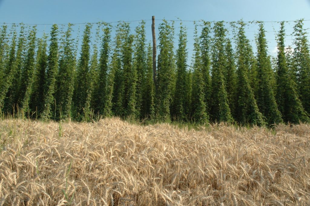 Hopfen, Hanf und Kräuterbau Blick ins Land