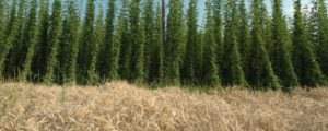 Hopfen, Hanf und Kräuterbau