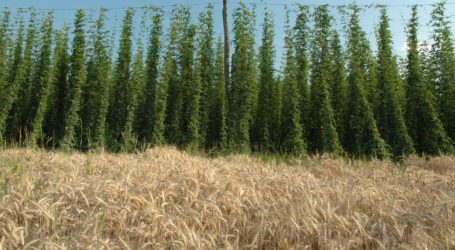 Hopfen, Hanf und Kräuterbau