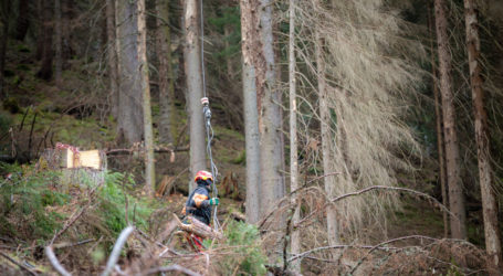 Borkenkäfer: Seitentäler nicht zu retten