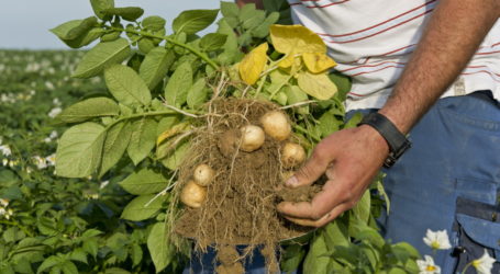 Heurige Erdäpfel im Anrollen