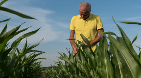 Patent auf Mais mit altbekannten Eigenschaften?