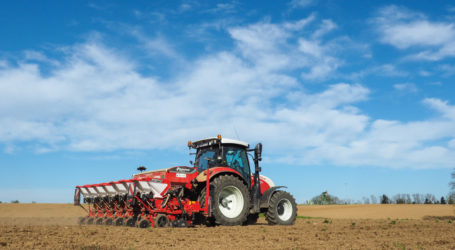 Krähen schädigen steirische Maisanbauer