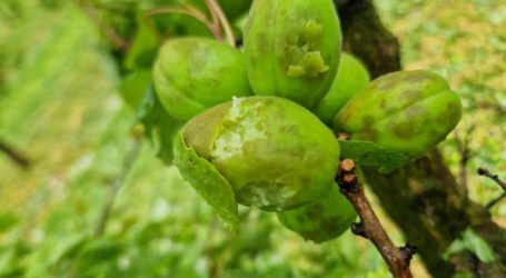 Erste Unwetterschäden in Ostösterreich