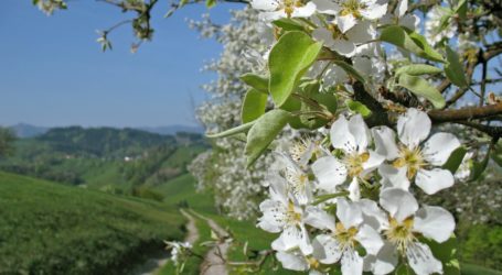 Bienen-EBI befürchtet EVP-Beschluss