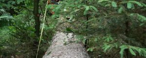 Holzernteverfahren: Jeder Baum ist anders