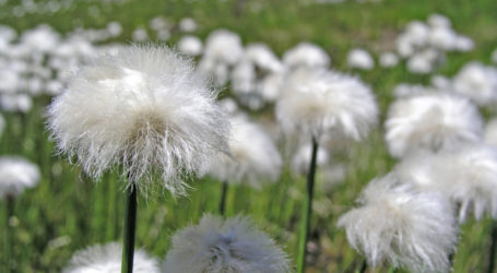 EU-Agrarausschuss opponiert gegen Renaturierungsvorschlag