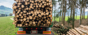 Gesteigerter Holzeinschlag 2022
