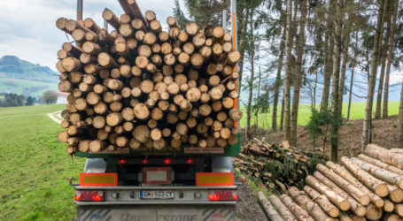 Gesteigerter Holzeinschlag 2022