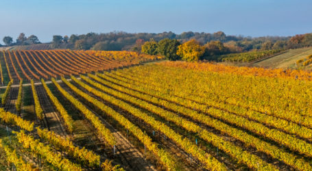 Wein-Novelle kreiert „Ortsübergreifende Weinbaugemeinde“