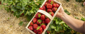 Frische Erdbeeren vom Feld bald verfügbar