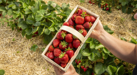 Frische Erdbeeren vom Feld bald verfügbar