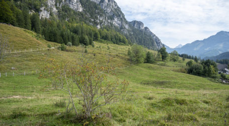 Wolfsjagd nach schwedischem Vorbild