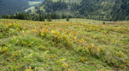 Almwirtschaft von Viehmangel bedroht