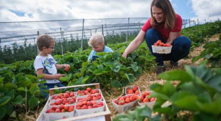 Steirische Erdbeeren – spät, aber köstlich