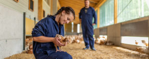 Gratisratgeber zu Mastgeflügel erschienen