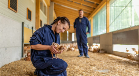 Gratisratgeber zu Mastgeflügel erschienen