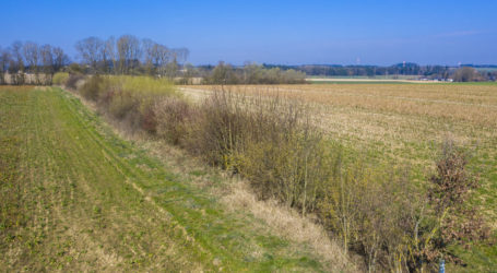 Grünes Lob für Forstgesetznovelle