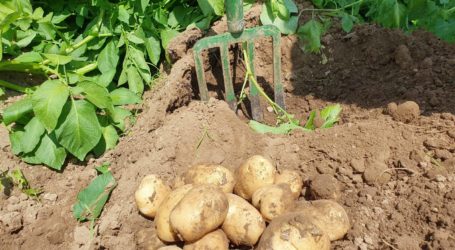 Heurigen-Ernte hat begonnen